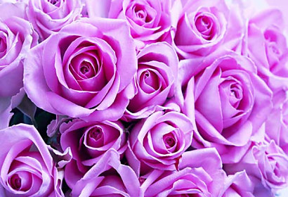 Fototapeta Pozadí krásných fialových růží 1897759030